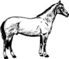 HORSE020