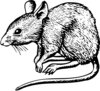 MOUSE001